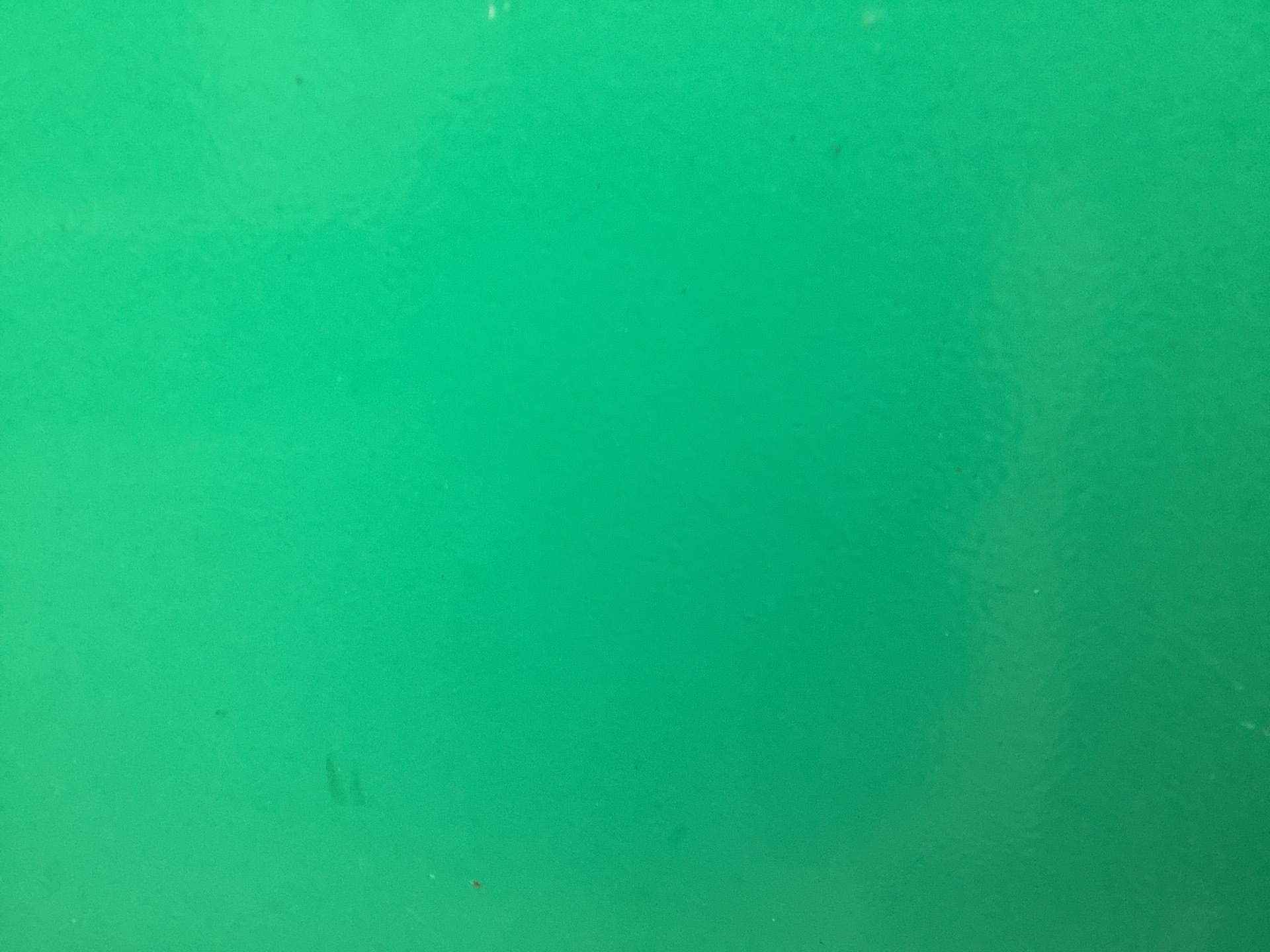 Photo - 42